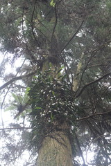 Bulbophyllum affine