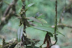 Bulbophyllum griffithii