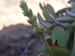 Crassula cultrata
