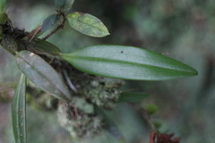 Bulbophyllum griffithii