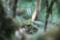 Bulbophyllum griffithii