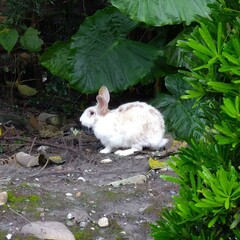 Oryctolagus cuniculus domesticus
