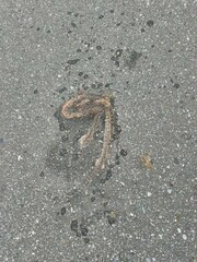 Protobothrops mucrosquamatus