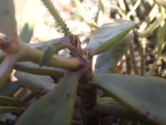 Crassula cultrata