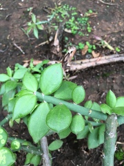 Pereskiopsis diguetii