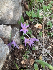 Colchicum stevenii