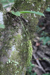 Liparis elliptica
