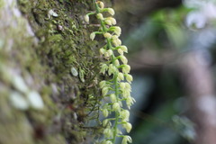 Liparis elliptica