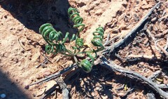Albuca viscosa