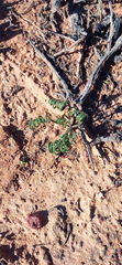 Albuca viscosa