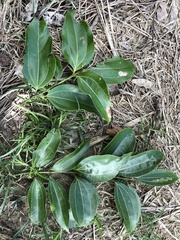 Cinnamomum osmophloeum