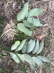 Cinnamomum osmophloeum