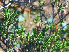 Pteronia empetrifolia