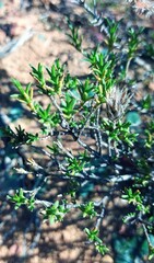 Pteronia empetrifolia