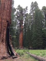 Sequoiadendron
