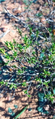 Pteronia empetrifolia