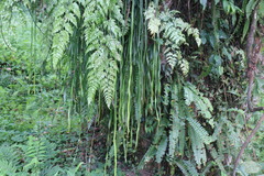 Haplopteris elongata