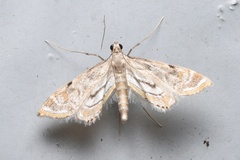 Eoophyla