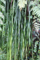 Haplopteris elongata