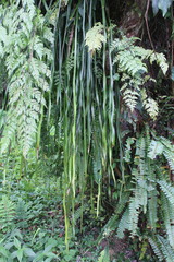 Haplopteris elongata