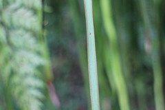 Haplopteris elongata