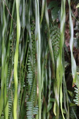 Haplopteris elongata