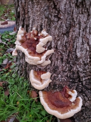 Ganoderma sessile