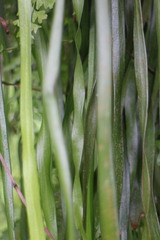 Haplopteris elongata