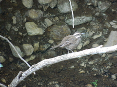 Cinclodes patagonicus