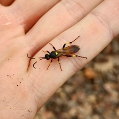 Ichneumon stramentor