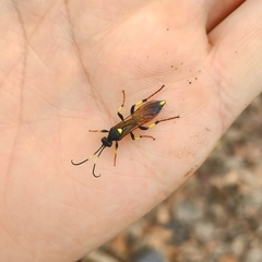Ichneumon stramentor