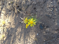 Senecio pinnatus