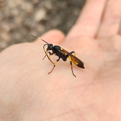 Ichneumon stramentor