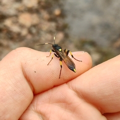 Ichneumon stramentor