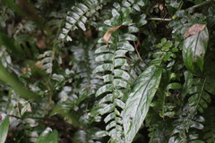 Bolbitis appendiculata