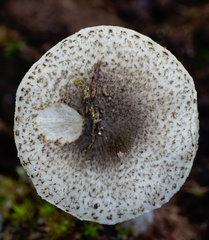 Lepiota griseovirens