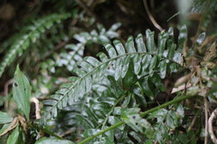 Bolbitis appendiculata