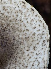 Lepiota griseovirens