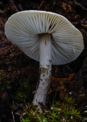 Lepiota griseovirens