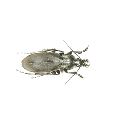 Carabus purpurascens