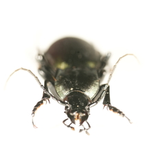 Carabus purpurascens