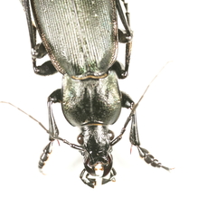 Carabus purpurascens
