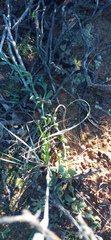 Curio radicans
