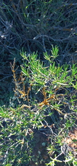 Pteronia paniculata
