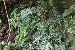 Bolbitis appendiculata