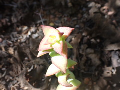Crassula perforata