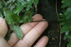 Bolbitis appendiculata