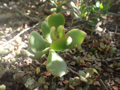 Crassula ovata