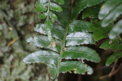 Bolbitis appendiculata