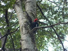 Campephilus magellanicus